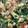 snow012's cooksnap of when they made ちくわとほうれん草の卵炒め.