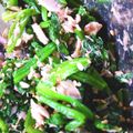 疼痛コントロール's cooksnap of when they made ほうれん草のツナマヨ昆布和え♡.