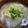 お塩と砂糖's cooksnap of when they made 白菜・わかめ・あげのみそ汁.