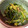 クックmichi☆♪'s cooksnap of when they made 小松菜のごま和え.