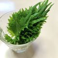 azbjbn's cooksnap of when they made 超おすすめです♡ 大葉の保存方法.