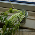 あんこだよ。's cooksnap of when they made 三つ葉の素敵な保存法！.