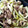 日々楽々's cooksnap of when they made 白菜と豚バラ肉の旨煮.