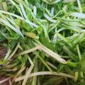 すまっぴい's cooksnap of when they made 水菜のごまあえ★レンジで簡単.