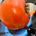 ♡マッキークッキング's cooksnap of when they made 【トマトの皮は炙り剥き】.