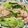 クックM6DK2O☆'s cooksnap of when they made 肉野菜炒め.