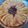 potyan's cooksnap of when they made りんごタルトタタンケーキ.