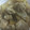 すみっこまま's cooksnap of when they made 大根と鶏肉のさっぱり炒め煮.