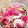 さちaro's cooksnap of when they made 紅芯大根とミョウガの甘酢漬け.