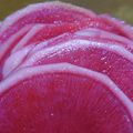 ハーゲンハート's cooksnap of when they made 紅芯大根の甘酢漬け.