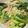 クックM6DK2O☆'s cooksnap of when they made レンジで簡単！鮭と野菜のマヨポン蒸し.