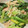 クックM6DK2O☆'s cooksnap of when they made レンジで簡単！鮭と野菜のマヨポン蒸し.