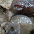 キロリン's cooksnap of when they made お弁当にも♪豚肉と茄子の生姜ぽん酢炒め.