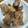 クリームドーナツ's cooksnap of when they made 余ったジャムを活用！鶏肉のマーマレード煮.