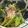 けいすけmt_ksk's cooksnap of when they made 小松菜のお浸し.