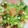azryu★212's cooksnap of when they made X'mas☆子供も喜ぶ簡単リースサラダ.