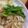 名探偵の助手's cooksnap of when they made 大葉たっぷり♪豚の塩生姜焼き.