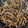 クックGXY3W☆'s cooksnap of when they made レンジで簡単♫ ごまめ(田作り).