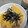 ＞COOK＜'s cooksnap of when they made 母が作る混ぜご飯(五目寿司)✿ᵕ̈*.