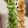クックH86AFM☆'s cooksnap of when they made 白だしで食べる！旬の長いも刻み.