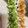 クックH86AFM☆'s cooksnap of when they made 白だしで食べる！旬の長いも刻み.