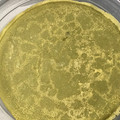 葉月優希's cooksnap of when they made 大きくて薄いクレープ生地の破れない焼き方.