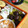 ガメコ's cooksnap of when they made 渋皮煮きんとん。.