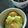 ∞くぅ∞'s cooksnap of when they made お正月・おせち料理☆安納芋の塩栗きんとん.