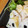 NmamaK's cooksnap of when they made おせちに！蓮根と数の子のわさびマヨ和え.