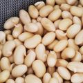 なにぬねにょろん's cooksnap of when they made 発芽大豆(GABAたっぷり).