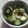 きらり流れ星's cooksnap of when they made 超簡単！胡瓜とガリで酢の物.