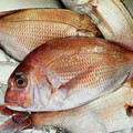 ♡マッキークッキング's cooksnap of when they made 【切り身でも簡単】魚の塩釜焼き.