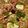 cowniseko's cooksnap of when they made 山形の芋煮.