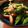 低カロ探検隊's cooksnap of when they made スナップエンドウといかの塩バター昆布炒め.