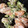 ふぁんころ's cooksnap of when they made ウィンナーとブロッコリーのマヨだし炒め.