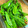 dyupoopoo's cooksnap of when they made きぬさやの塩昆布和え.