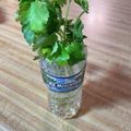 たつまきPAPAさん's cooksnap of when they made おせちに◎三つ葉の保存.
