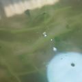 あゆたっくん's cooksnap of when they made 豆苗と玉ねぎの味噌汁.