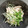シビリキン's cooksnap of when they made 鶏と貝割れの明太マヨ和え.