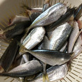 花柄エプロン's cooksnap of when they made 指だけで簡単☆豆アジの下処理の仕方.