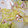 クック8WQN6X☆'s cooksnap of when they made とろとろ白菜.