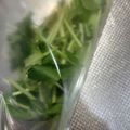 わたるんママ's cooksnap of when they made ひと手間でパラッと三つ葉を冷凍保存♪.