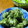 はっぴぃ☆モソモ's cooksnap of when they made 里芋の青のりバター和え.