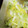 ☆＊えりぃ＊☆'s cooksnap of when they made 万能！ネギ塩だれ.
