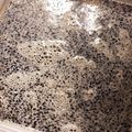 たなころひ's cooksnap of when they made ごまだらけ！黒すりごまの豆乳プリン.