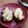 ガメコ's cooksnap of when they made りんご＆サワークリームトースト.