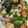 snow012's cooksnap of when they made 簡単!! ちくわとレタスのマヨネーズ炒め.