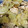 snow012's cooksnap of when they made ささみとキャベツの塩昆布和え.
