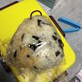 冷蔵庫レスキュー隊's cooksnap of when they made 食べラー塩こんぶチーズ焼きおにぎり.