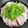 myukyeeena's cooksnap of when they made 超簡単♡大根と豚バラのミルフィーユ鍋.